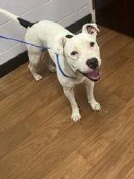 Rescue Mixed Breed Dogs for Adoption in Baton Rouge, Louisiana - Tamie (157553) | PetCurious