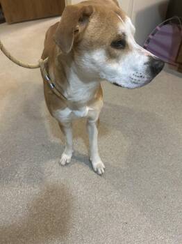 Rescue Labrador Retriever Dogs for Adoption in Baldwin, Michigan - Joey | PetCurious