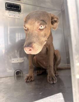 STELLA -  Mixed Breed Dog for Adoption in Dallas, Texas - STELLA | PetCurious
