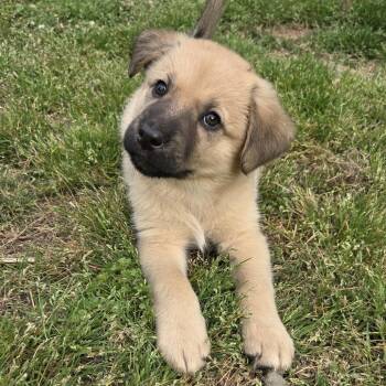 Shepherd Dogs Available for Adoption in Chattanooga, Tennessee - Eloise | PetCurious