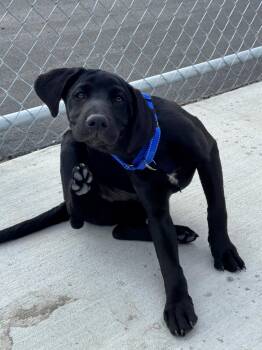 Rabbit -  German Shorthaired Pointer and Golden Retriever Dog for Adoption in Hackensack, Minnesota - Rabbit | PetCurious