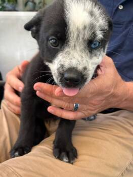 Jamie Tartt-Ted Lasso Litter -  Mixed Breed Dog for Adoption in Columbus, Ohio - Jamie Tartt-Ted Lasso Litter | PetCurious