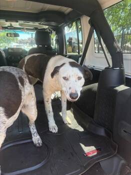 Australian Cattle Dog Blue Heeler and Mixed Breed Dogs Available for Adoption in Stockton, California - ABIGAIL | PetCurious