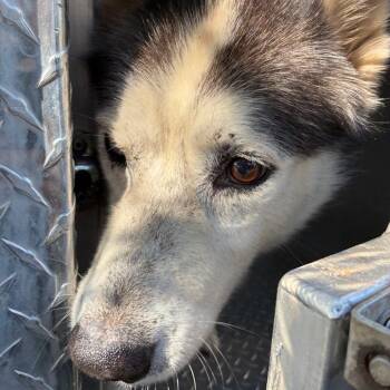 LONGHORN -  Siberian Husky Dog for Adoption in Greensboro, North Carolina - LONGHORN | PetCurious