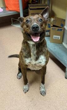 KOLBY -  American Staffordshire Terrier and Mixed Breed Dog for Adoption in Cookeville, Tennessee - KOLBY | PetCurious