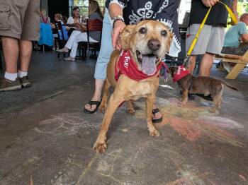 Simba -  Labrador Retriever Dog for Adoption in Landenberg, Pennsylvania - Simba | PetCurious