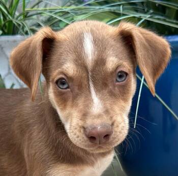 Reese Mini -  Husky and Hound Dog for Adoption in Andover, Massachusetts - Reese Mini | PetCurious