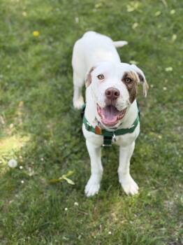 Labrador Retriever and English Pointer Dogs Available for Adoption in Oceanport, New Jersey - Ella | PetCurious