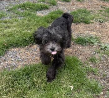 Shih Tzu Dogs Available for Adoption in Hagerstown, Maryland - GAMEBOY | PetCurious