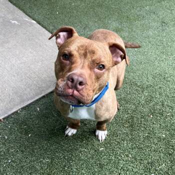 Mixed Breed Dogs Available for Adoption in Fairport, New York - Arelious Zeus | PetCurious