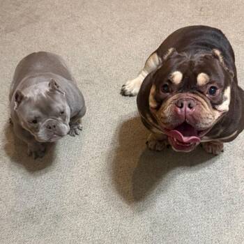 Solana -  American Bully Dog for Adoption in Huber Heights, Ohio - Solana | PetCurious