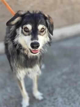 Roxy Mae -  Husky and German Shepherd Dog Dog for Adoption in Manteca, California - Roxy Mae | PetCurious