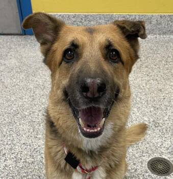 Sonny -  German Shepherd Dog and Siberian Husky Dog for Adoption in Golden, Colorado - Sonny | PetCurious