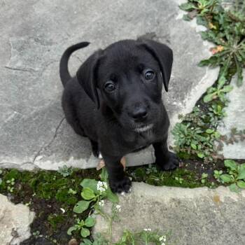 Gertrude -  Mixed Breed Dog for Adoption in Fredericksburg, Virginia - Gertrude | PetCurious