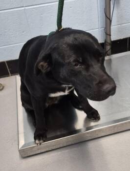 Pit Bull Terrier Dogs Available for Adoption in Lawrenceville, Georgia - Pen 197 Piper | PetCurious