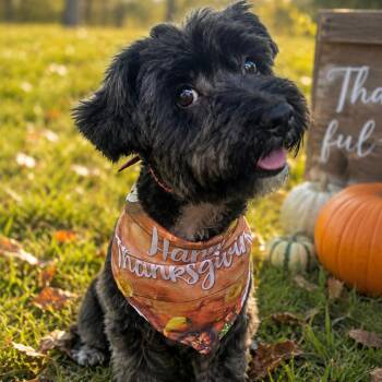Bo -  Yorkshire Terrier Dog for Adoption in Smithfield, North Carolina - Bo | PetCurious