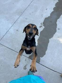 Trash Panda -  Hound and Mixed Breed Dog for Adoption in King William, Virginia - Trash Panda | PetCurious