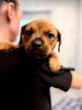 Reba pup4 -  Cattle Dog and Mixed Breed Dog for Adoption in Muskegon, Michigan - Reba Pup4 | PetCurious