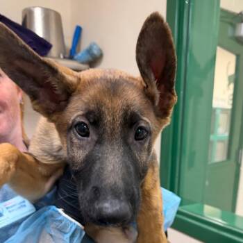 Spike -  German Shepherd Dog and Mixed Breed Dog for Adoption in Reno, Nevada - Spike | PetCurious