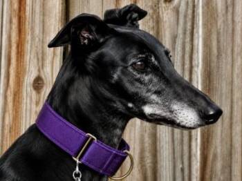 Chloe -  Greyhound Dog for Adoption in Dallas, Texas - Chloe | PetCurious