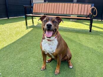 Pit Bull Terrier and Mixed Breed Dogs Available for Adoption in Tustin, California - XENA | PetCurious