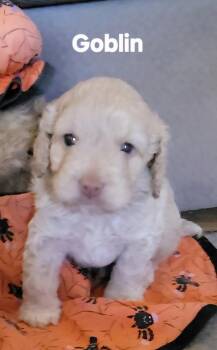 Halloween Town Ghouls: Goblin -  Cocker Spaniel and Poodle Dog for Adoption in Aurora, Indiana - Halloween Town Ghouls: Goblin | PetCurious