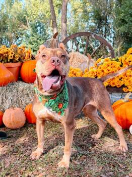 Twix -  Mixed Breed Dog for Adoption in Umatilla, Florida - Twix | PetCurious
