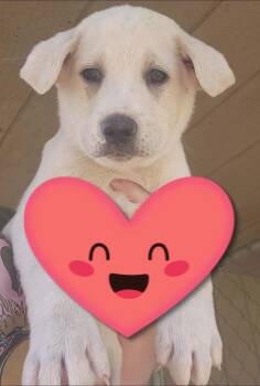 Dusty -  Great Pyrenees and Labrador Retriever Dog Available for Adoption - Dusty | PetCurious