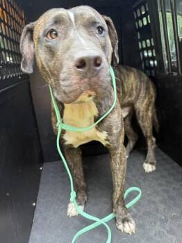 Pace -  Pit Bull Terrier Dog for Adoption in Mobile, Alabama - Pace | PetCurious
