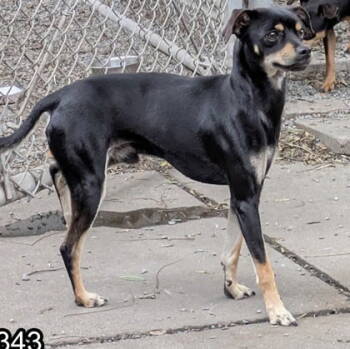Rescue Miniature Pinscher Dogs for Adoption in Oakland, California - Charmander | PetCurious