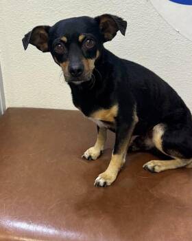 Chihuahua Dogs Available for Adoption in Las Vegas, Nevada - Rover | PetCurious