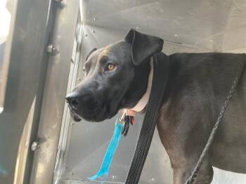 Pit Bull Terrier Dogs Available for Adoption in Dallas, Texas - NIKKI | PetCurious