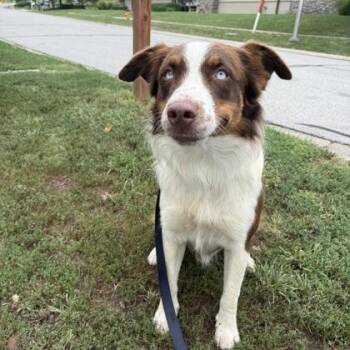 Bowie -  Australian Shepherd and Mixed Breed Dog for Adoption in Merriam, Kansas - Bowie | PetCurious