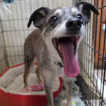 Rufus -  Chihuahua Dog for Adoption in Jefferson City, Tennessee - Rufus | PetCurious