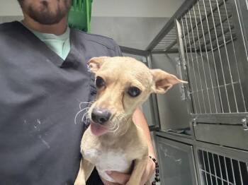 CAUSE -  Chihuahua Dog for Adoption in Rowlett, Texas - CAUSE | PetCurious