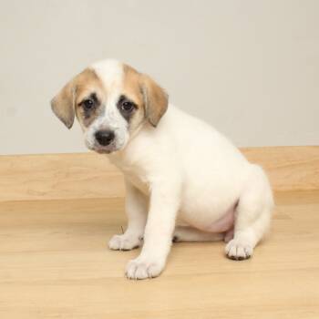 Rescue Cattle Dog and Mixed Breed Dogs for Adoption in Minnetonka, Minnesota - Darby D66475 | PetCurious