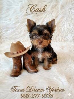 Cash -  Yorkshire Terrier Dog for Sale in Tool, Texas - Cash | PetCurious