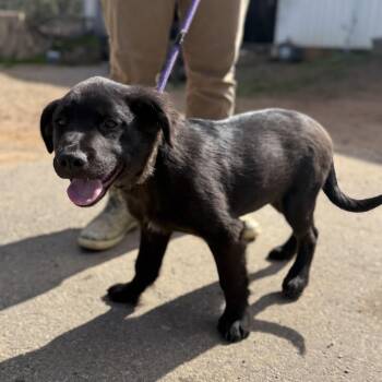 Labrador Retriever Dogs Available for Adoption - Bathtub | PetCurious