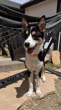 Husky and German Shepherd Dog Dogs Available for Adoption in Durango, Colorado - Nala | PetCurious