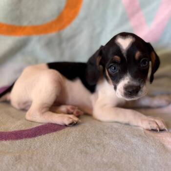 Cupid -  Beagle Dog for Adoption in Tucson, Arizona - Cupid | PetCurious