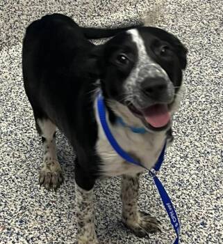 Opal -  Australian Cattle Dog Blue Heeler Dog for Adoption in Golden, Colorado - Opal | PetCurious