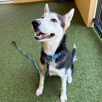 Atari -  Siberian Husky and Cattle Dog Dog for Adoption in West Palm Beach, Florida - Atari | PetCurious