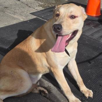 Curly -  Yellow Labrador Retriever and Mixed Breed Dog for Adoption in Newark, New Jersey - Curly | PetCurious