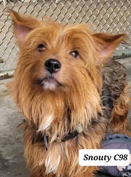 Snouty -  Yorkshire Terrier Dog for Adoption in Morganton, North Carolina - Snouty | PetCurious