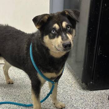 Storm -  Husky and Mixed Breed Dog for Adoption in Birmingham, Alabama - Storm | PetCurious