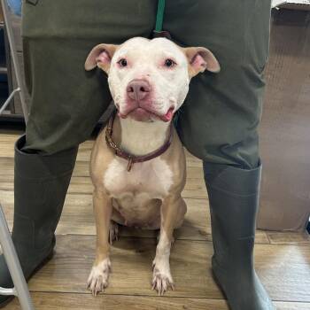 Andrea Garfield -  Pit Bull Terrier Dog for Adoption in Newark, New Jersey - Andrea Garfield | PetCurious
