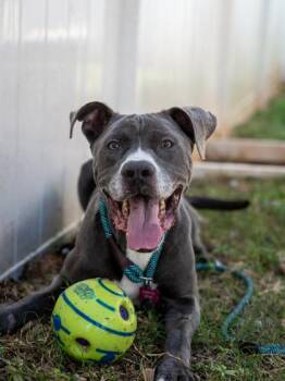 Waver -  Mixed Breed Dog for Adoption in Chamblee, Georgia - Waver | PetCurious