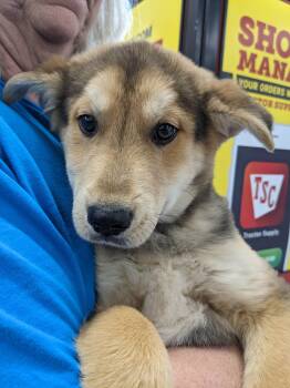 German Shepherd Dog and Mixed Breed Dogs Available for Adoption - Quincy | PetCurious