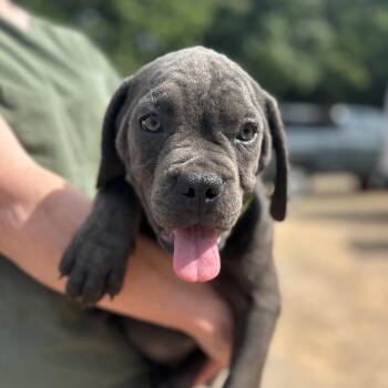 Cane Corso Dogs Available for Adoption in Columbia, South Carolina - Rhea Ripley | PetCurious