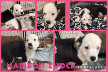 Australian Shepherd Dogs Available for Adoption - Madison Chock | PetCurious